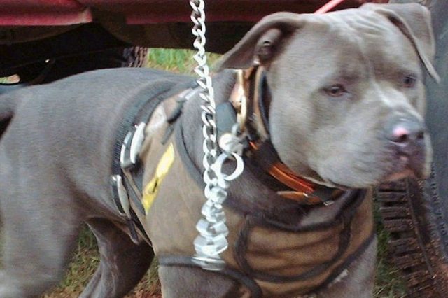 Catch_Dog_with_kevlar_vest