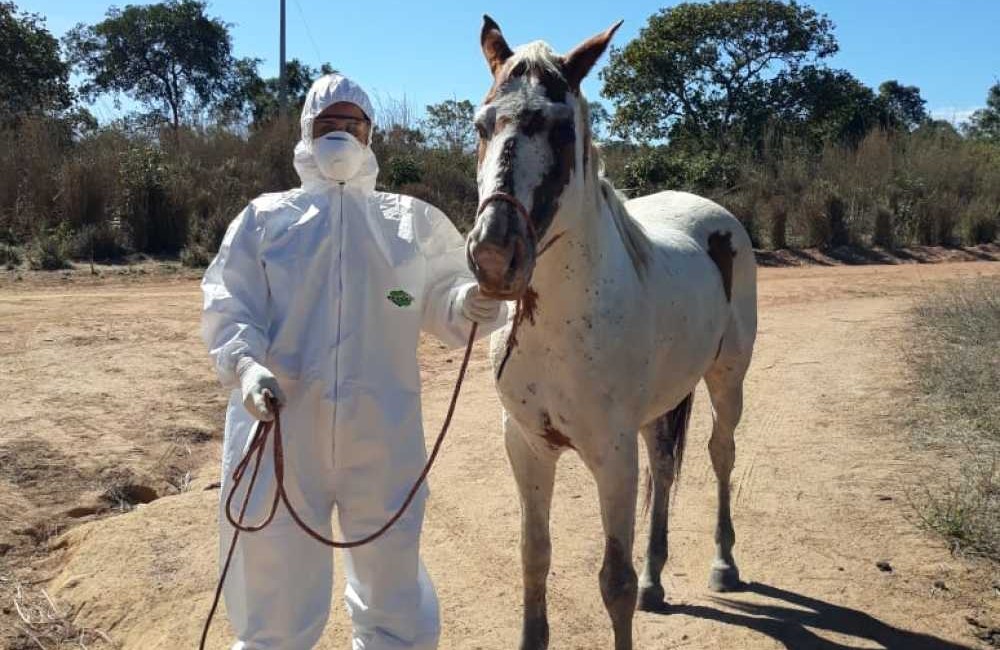 Cavalgadas são proibidas por conta de doença contagiosa