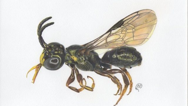 Ceratina (Ceratinula) fioreseana