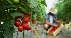 Top 7 motivos para usar aminoácidos no tomate