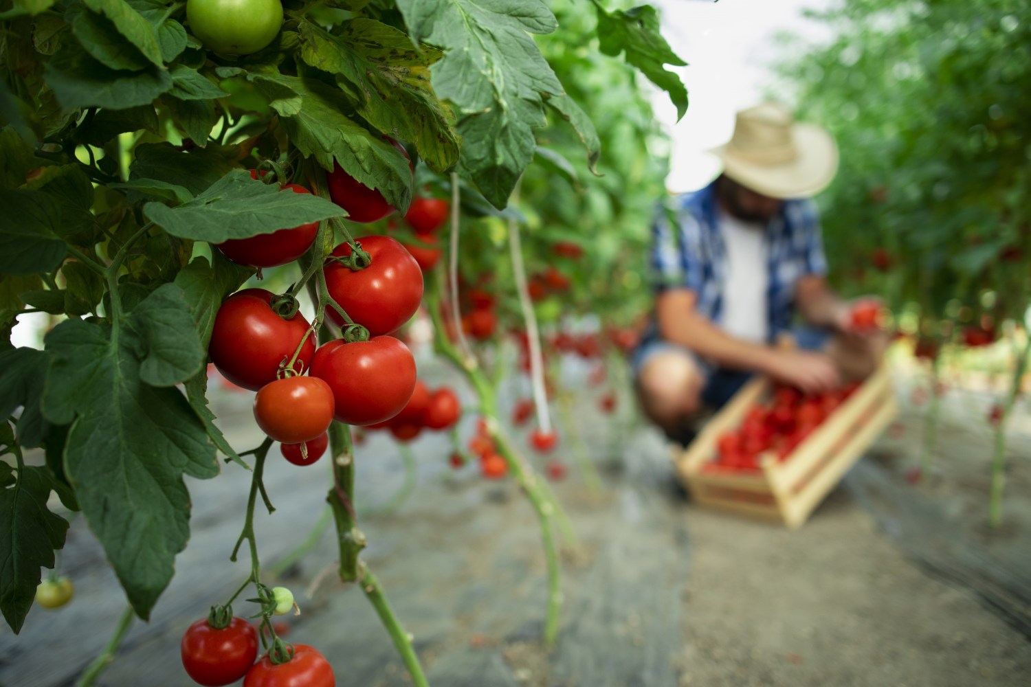 Top 7 motivos para usar aminoácidos no tomate