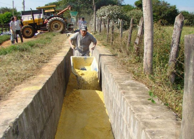 Distribuio-manual-da-massa-no-silo.-Foto-Marcos-Neves-Pereira