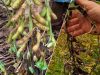 Excesso de chuvas complica colheita de soja no Paraná
