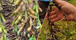 Excesso de chuvas complica colheita de soja no Paraná
