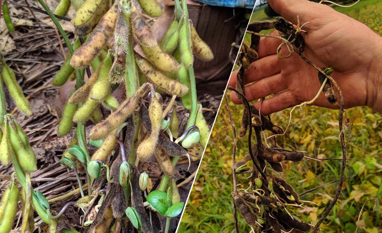 Excesso de chuvas complica colheita de soja no Paraná