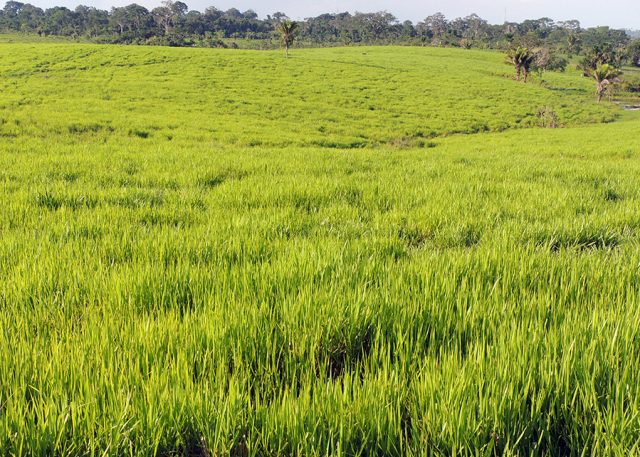 ForrageirasAdaptadas_Capim Xaraes_Fazenda_Batista_AC