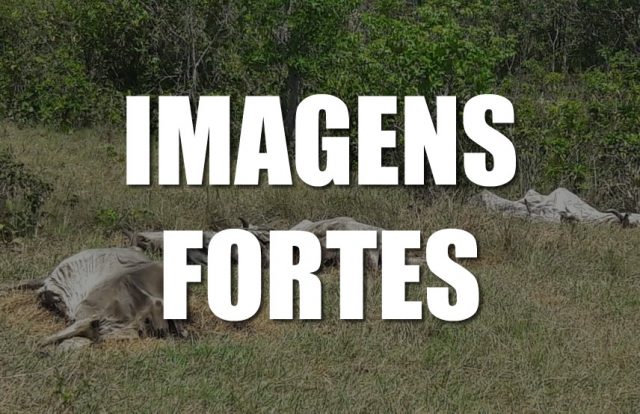 GADO MORRE DE FOME
