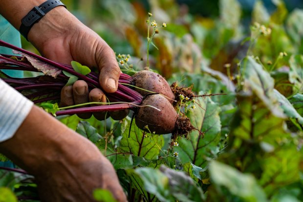 Governo do Estado investe R$ 77,4 milhões em programas de fomento agropecuário