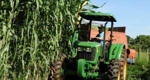 Inclusão de sorgo na dieta fortalece segurança alimentar de bovinos no sul do País`