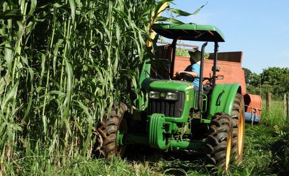 Inclusão de sorgo na dieta fortalece segurança alimentar de bovinos no sul do País`