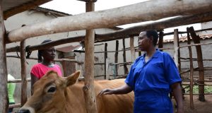 Pecuária está ajudando a acabar com a fome e a miséria na África