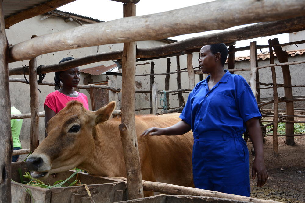 Pecuária está ajudando a acabar com a fome e a miséria na África