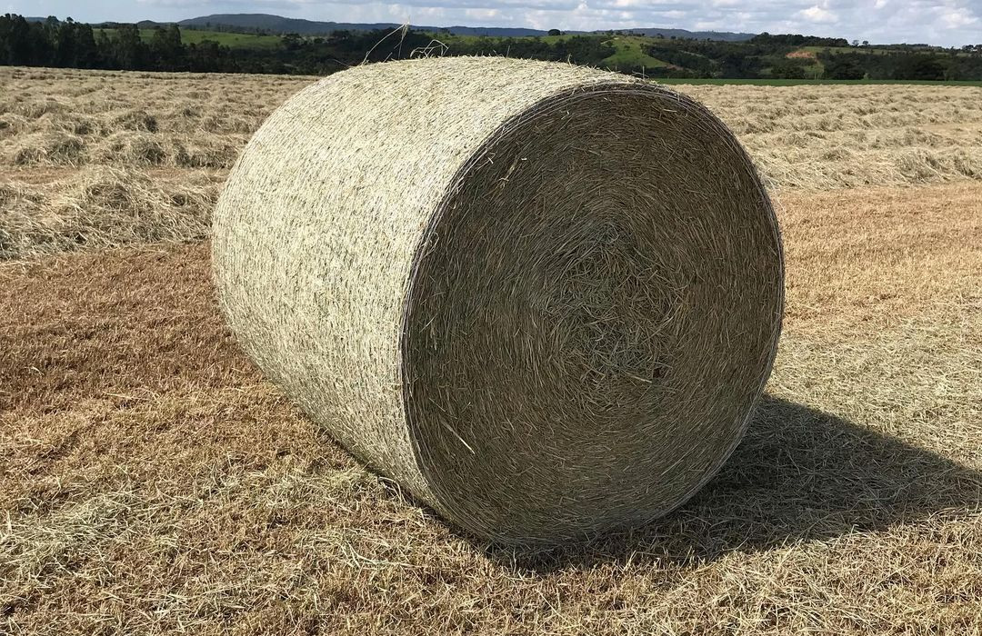 Produção de feno ajuda o produtor na seca