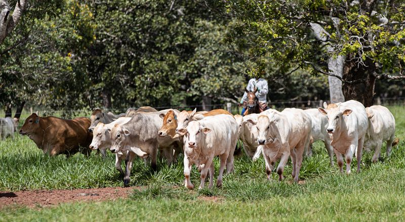 Raça Araguaia surpreende em primeiro abate no Mato Grosso --