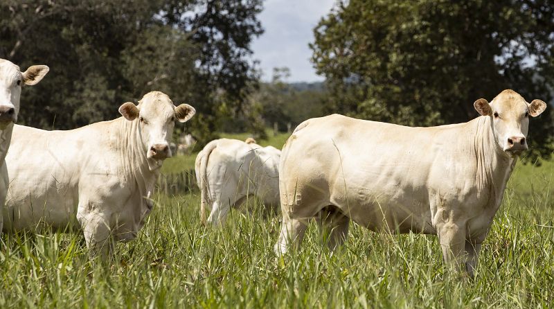 Raça Araguaia surpreende em primeiro abate no Mato Grosso --