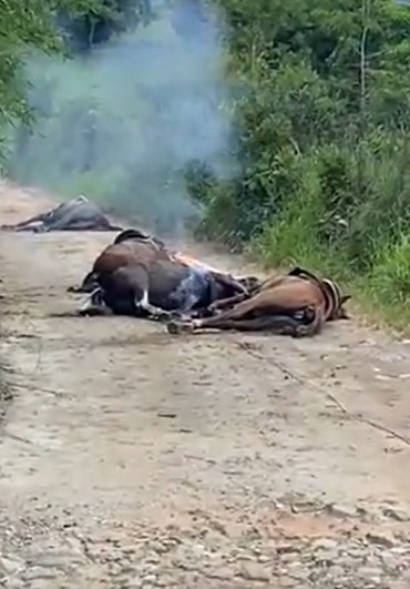 VEJA VÍDEO: Cavalo agonizando e todo queimado, após incêndio