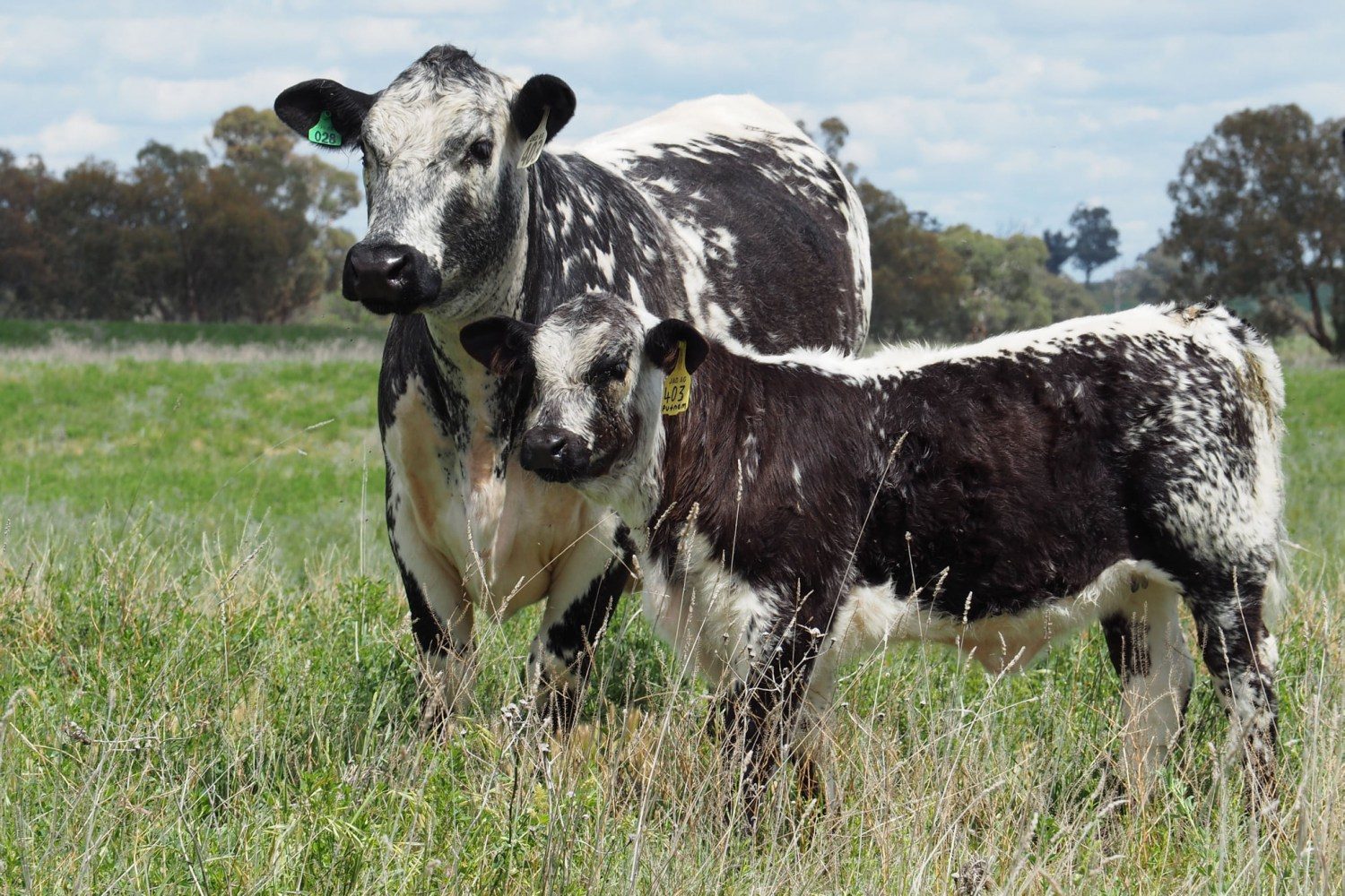 Speckle Park - vaca e bezerro 2