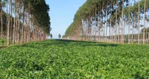 Superprodução de soja garante proteção da floresta 2