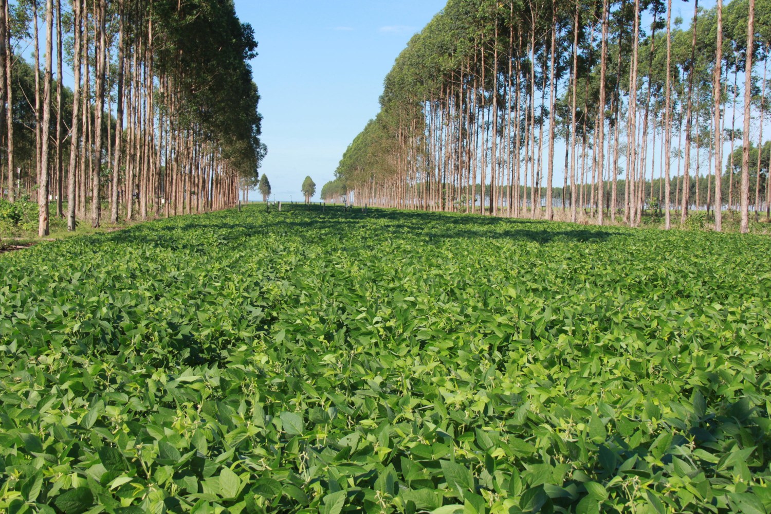 Superprodução de soja garante proteção da floresta 2