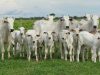 Vacas jovens da raça nelore com sua primeira cria