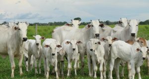 Vacas jovens da raça nelore com sua primeira cria