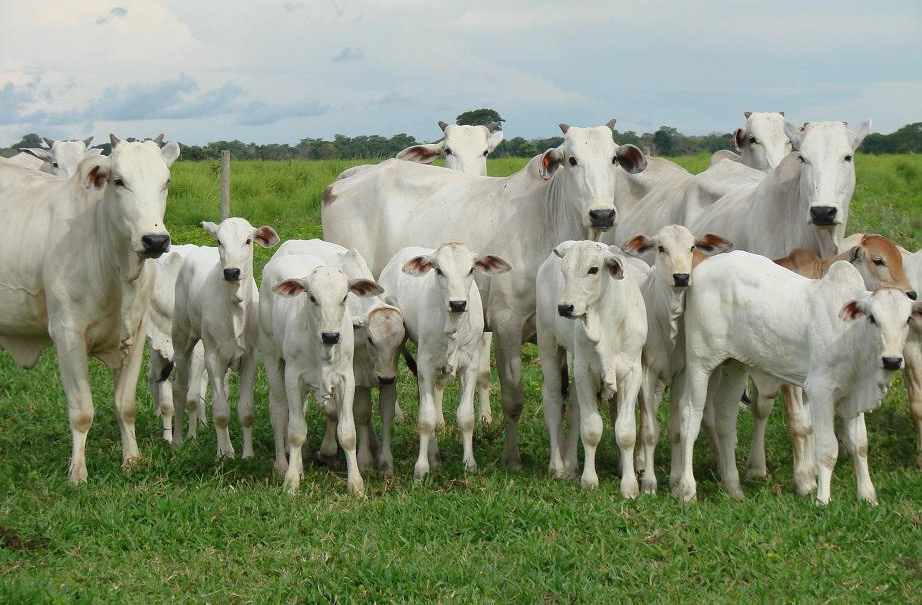 Vacas jovens da raça nelore com sua primeira cria