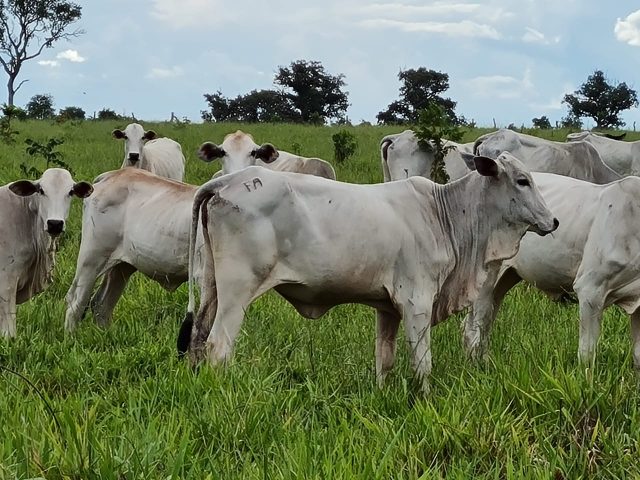 gado roubado