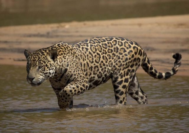 ataque de onça em fazenda