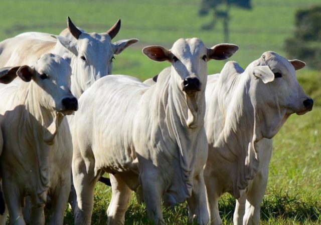 bezerro nelore no pe da vaca bezerro nelore no pe da vaca