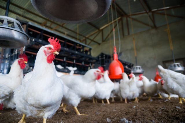 big-food-accuses-big-chicken-of-collusion-and-price-fixing
