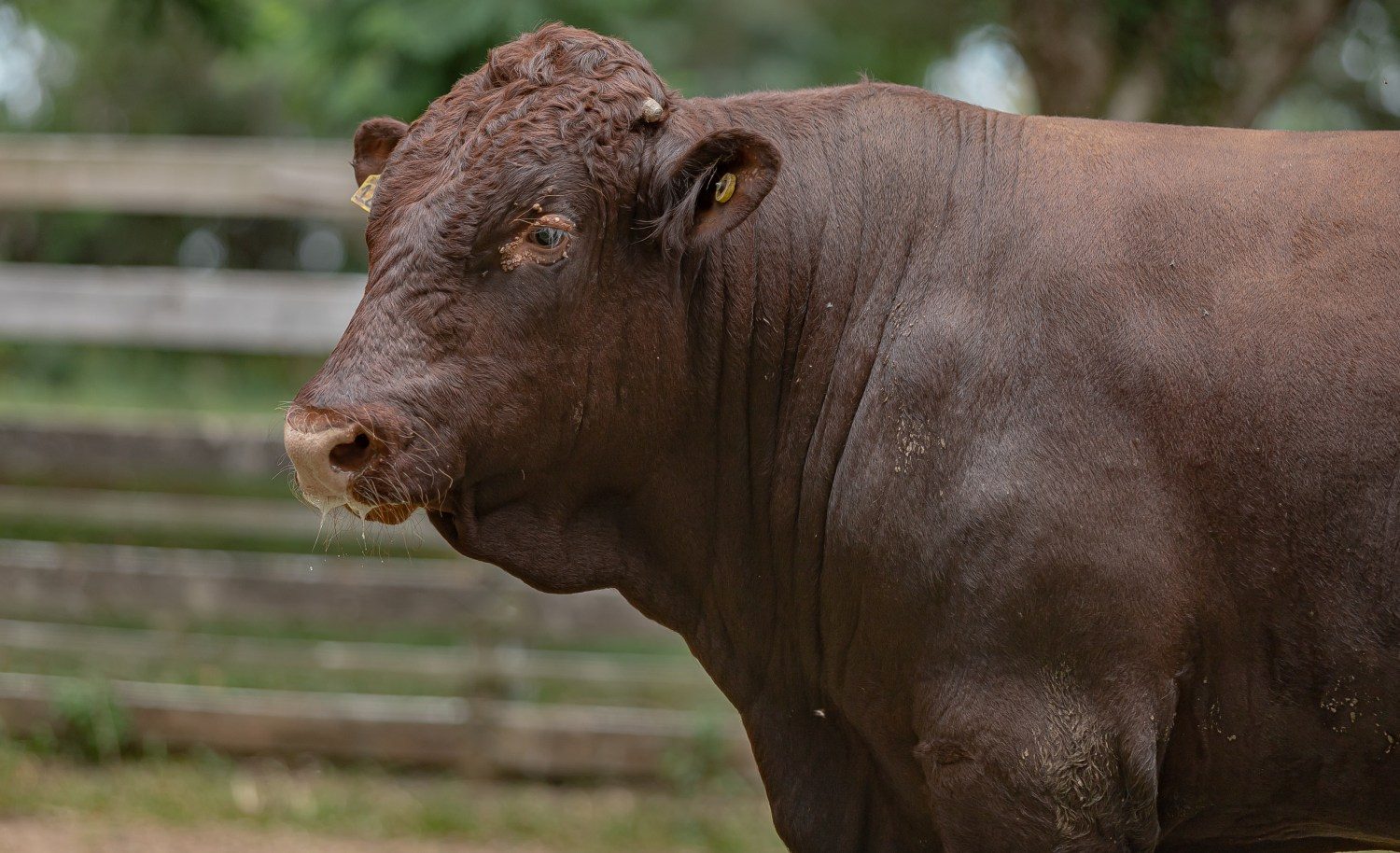 campeao eficiencia alimentar da raca devon