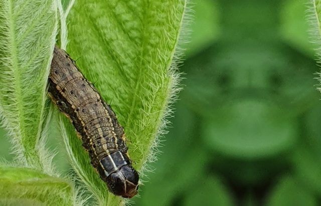 controle da lagarta Spodoptera frugiperda controle da lagarta Spodoptera frugiperda