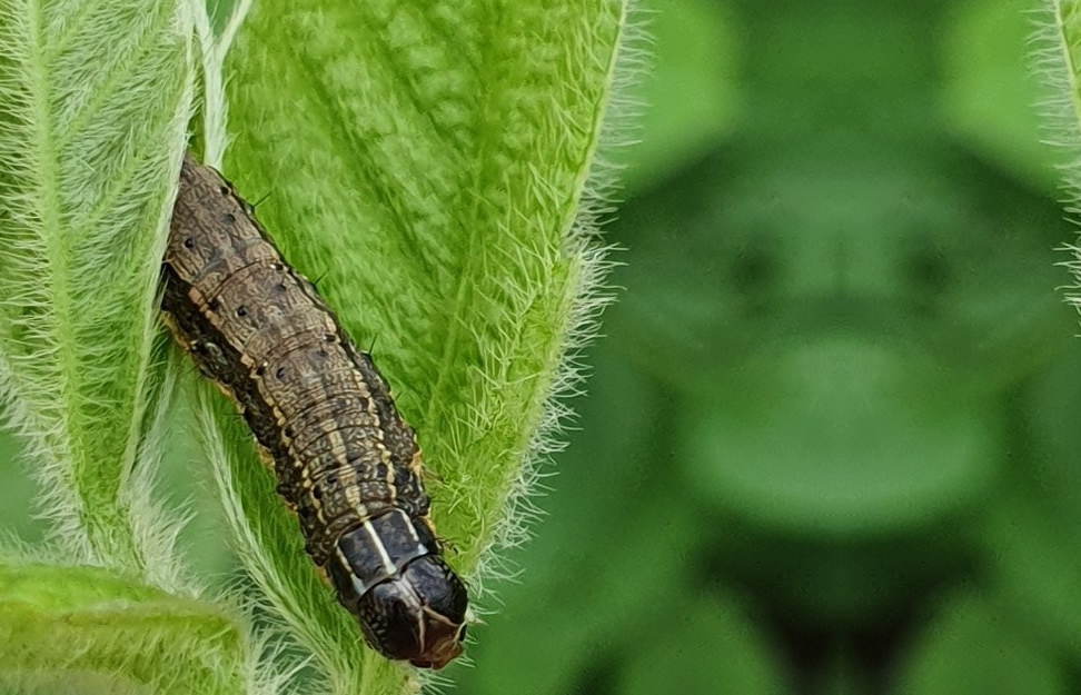 controle da lagarta Spodoptera frugiperda