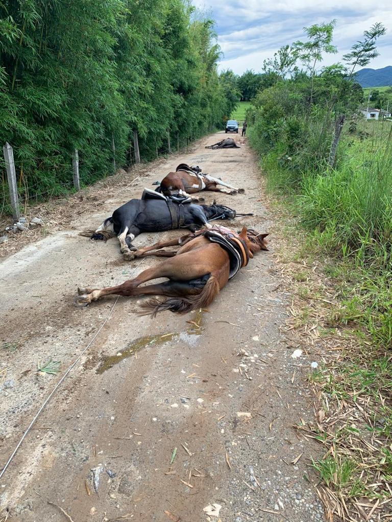 fio de energia solto mata cavalos 2