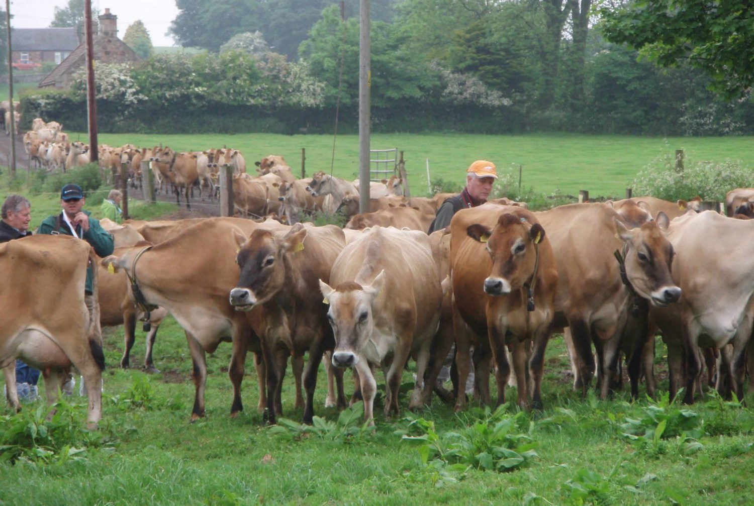 gado jersey - vacas leiteiras