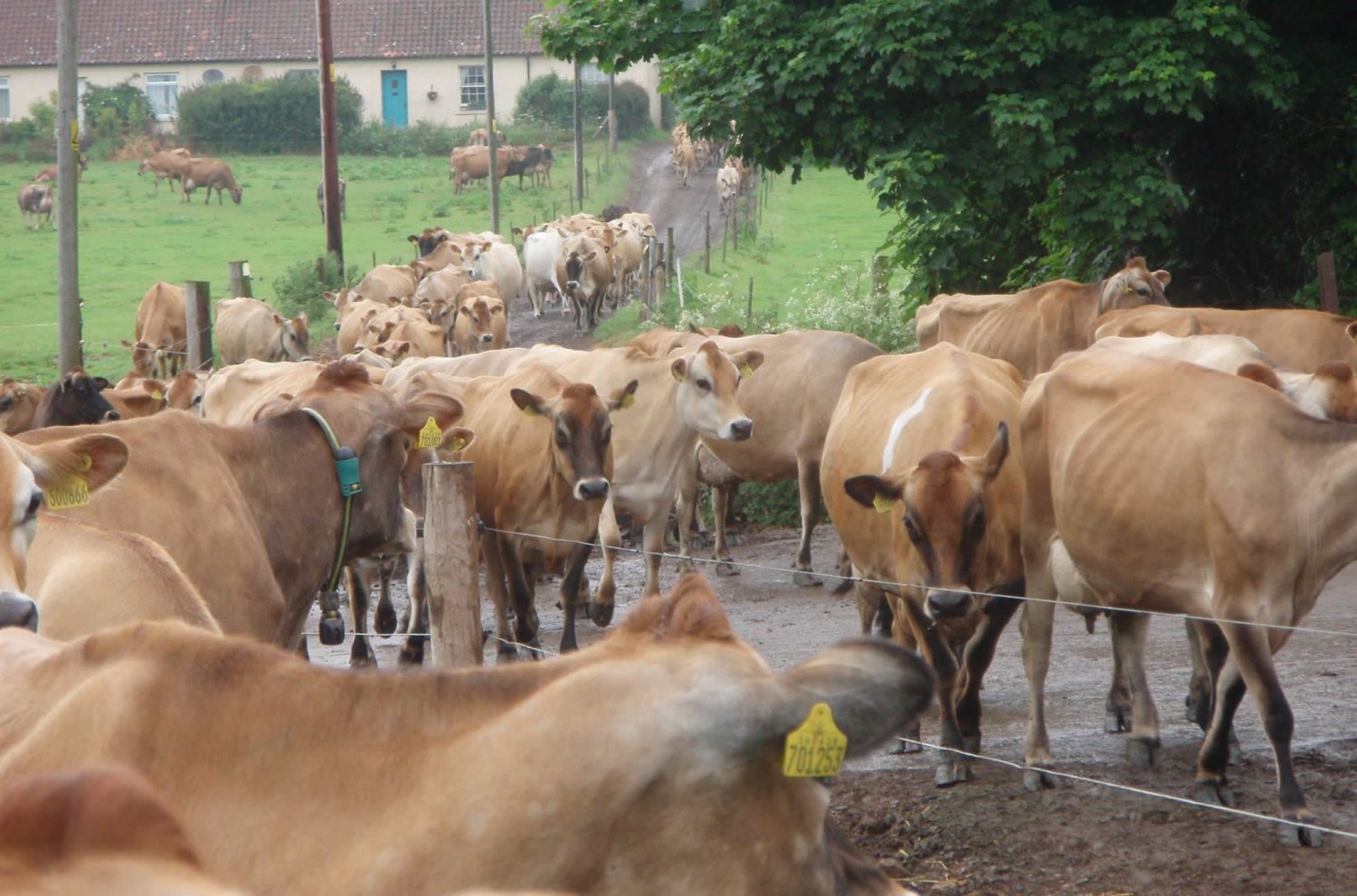 gado jersey - vacas leiteiras