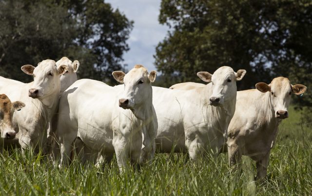 gado raca araguaia Raça Araguaia surpreende em primeiro abate no Mato Grosso --