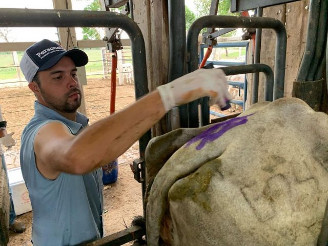 inseminacao artificial em tempo fixo IATF inseminacao artificial em tempo fixo IATF