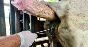 inseminacao artificial em tempo fixo IATF