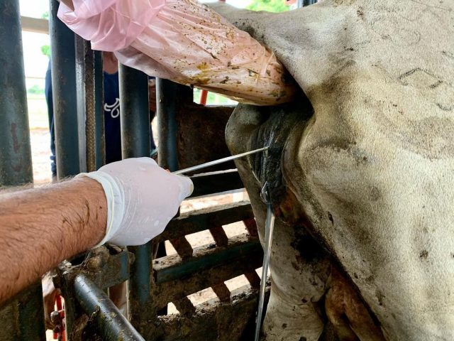 inseminacao artificial em tempo fixo 3 inseminacao artificial em tempo fixo IATF