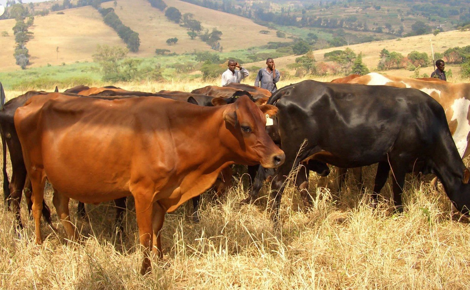 jersey x ankole