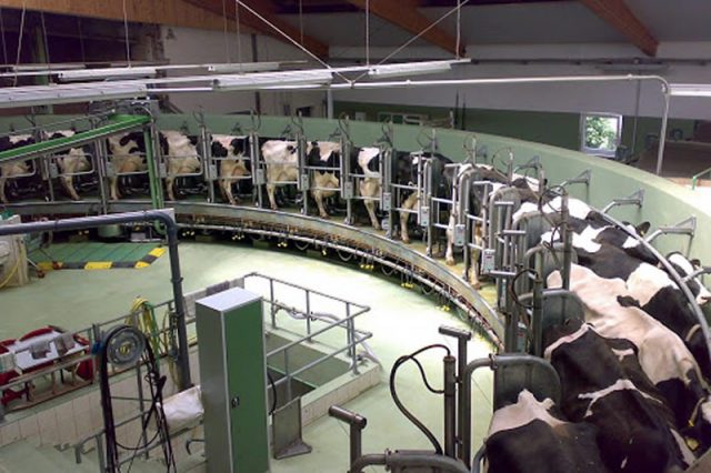 maior fazenda de leite do mundo China