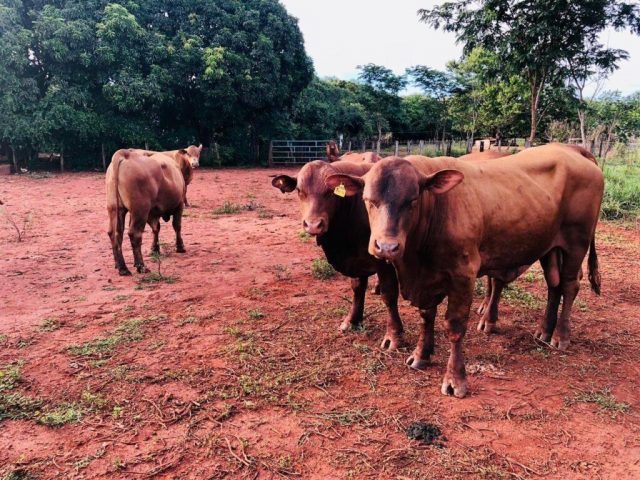 pm-desarticula-quadrilha-especializada-em-golpes-e-furto-de-gado-em-goias-1024x768