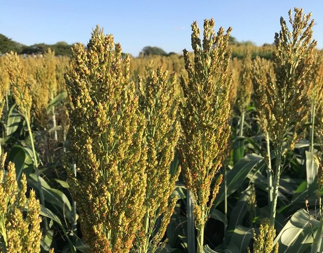 sorgo tolerante