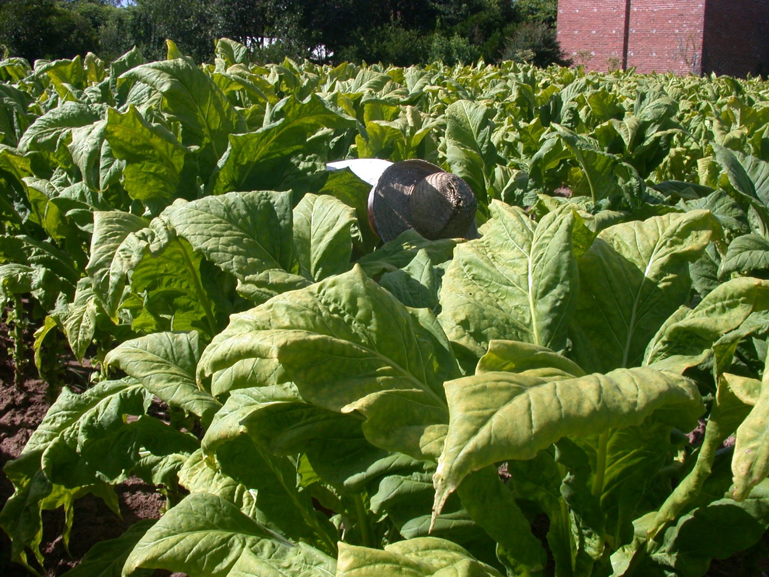 tabaco - fumo de corda