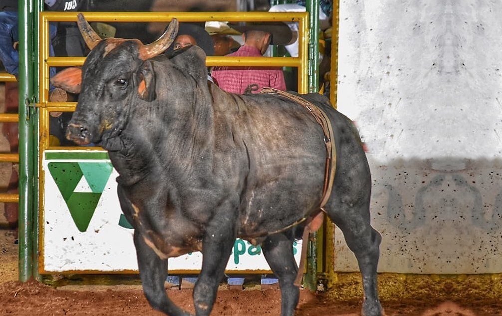 Rodeio: principais diferenças entre montar em touro ou cavalo