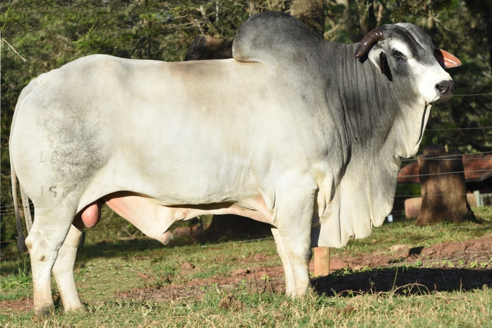 touro nelore coronel mn da fazenda mundo novo