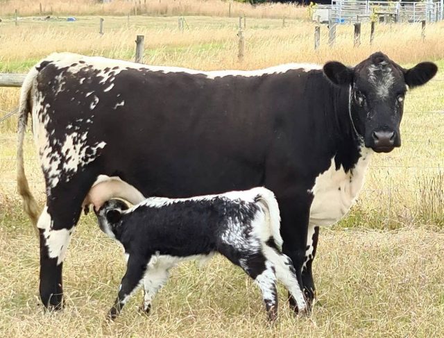 vaca com bezerro da raca speckle park vaca com bezerro da raca speckle park