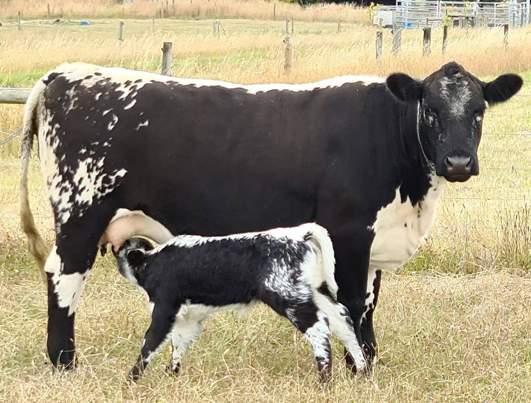 vaca com bezerro da raca speckle park