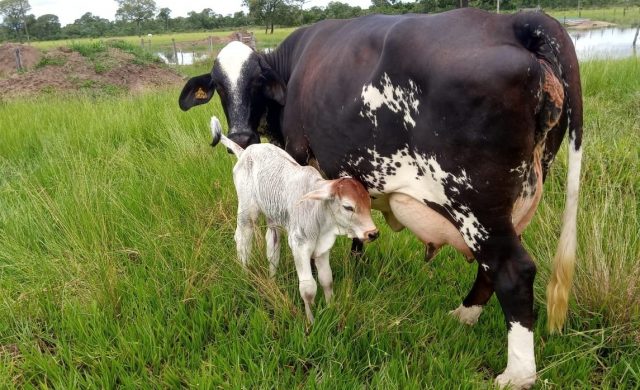 vaca girolando recem parida bezerro no pe leite vaca girolando recem parida bezerro no pe leite